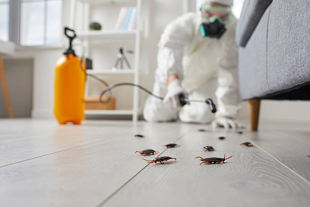 Commercial Kitchen Cockroach Control in Scobey